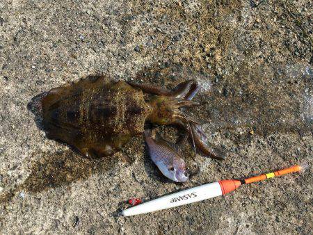 久々のアオリキャッチと痛恨のミス！